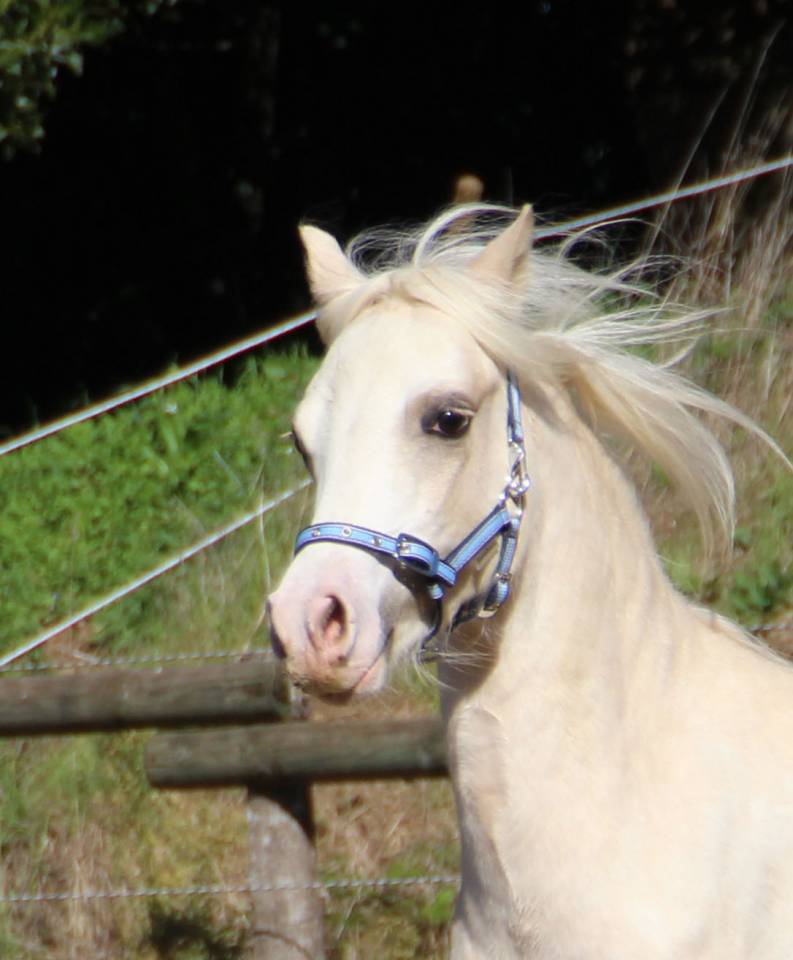 Caballo entero Welsh Poni (Secci&oacute;n A) En venta 2024 Palomino