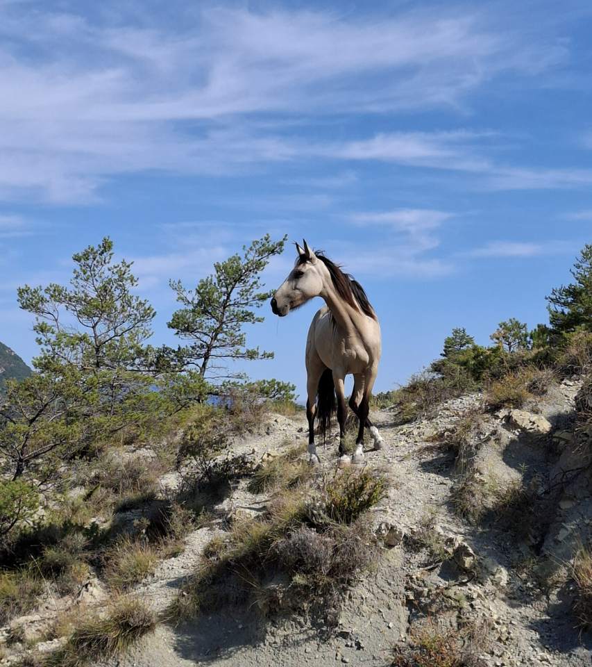 Yegua Origen No Constatado En venta 2020 Isabelo