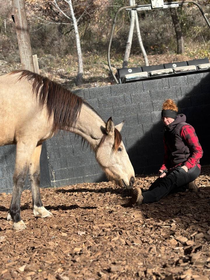 Yegua Origen No Constatado En venta 2020 Isabelo