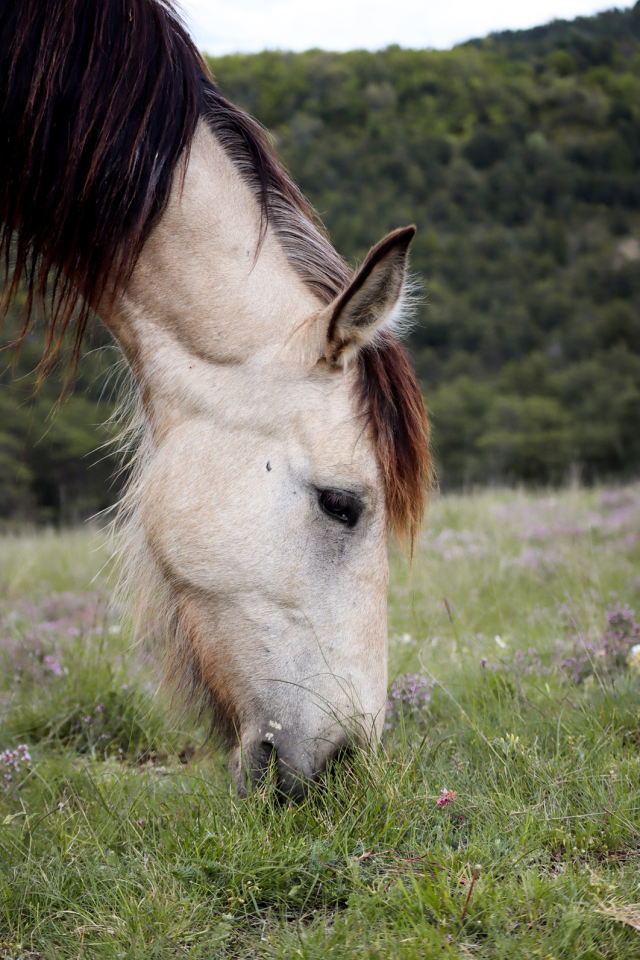 Yegua Origen No Constatado En venta 2020 Isabelo