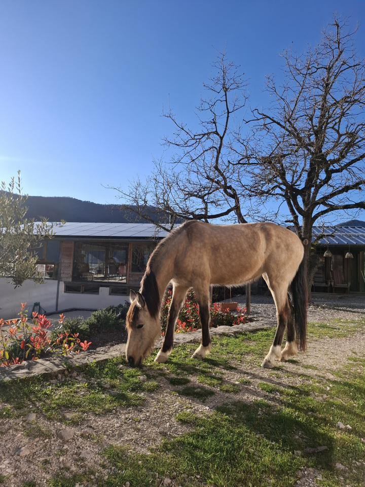 Yegua Origen No Constatado En venta 2020 Isabelo