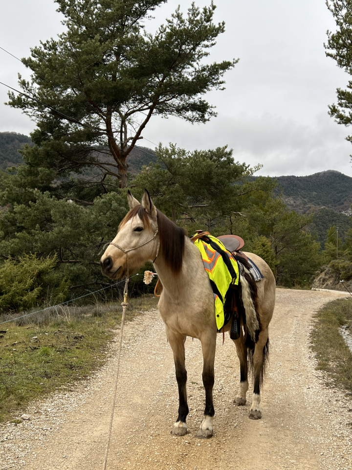 Yegua Origen No Constatado En venta 2020 Isabelo