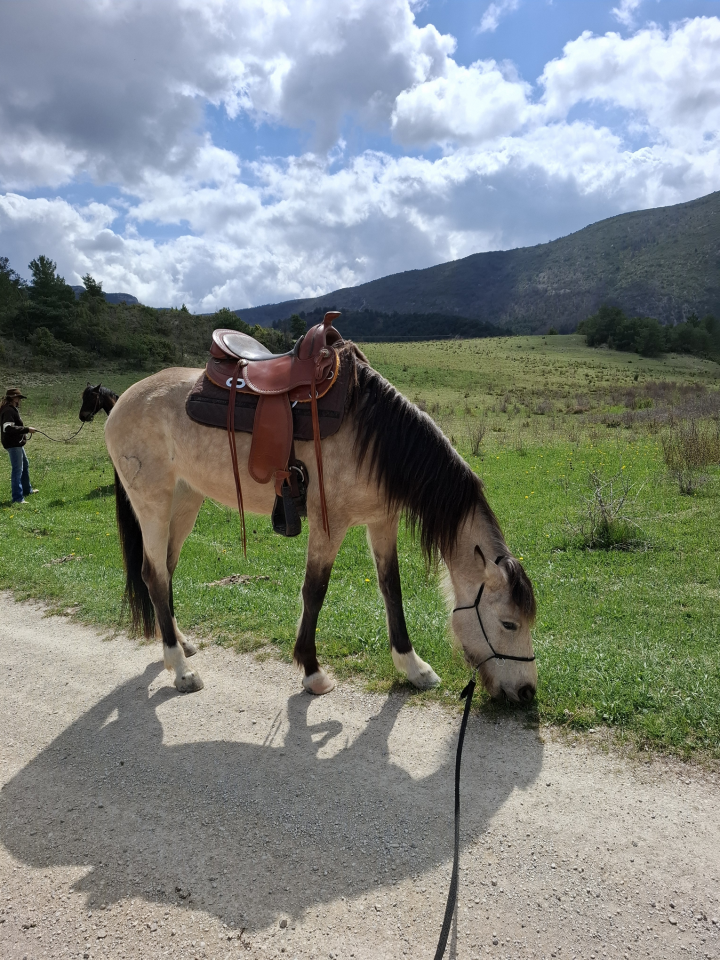 Yegua Origen No Constatado En venta 2020 Isabelo