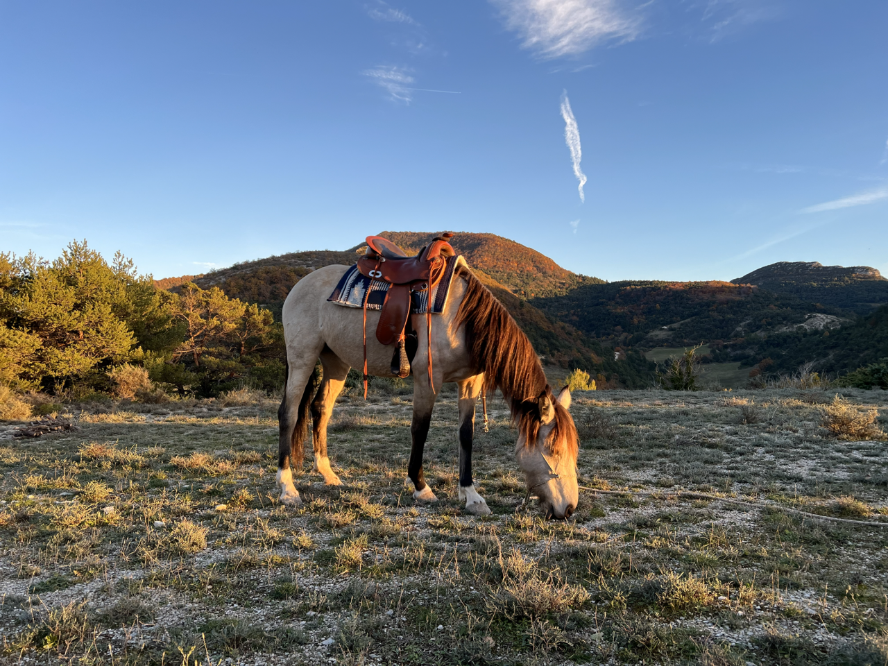 Yegua Origen No Constatado En venta 2020 Isabelo
