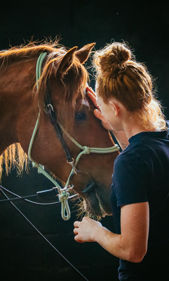 Caballo castrado Origen No Constatado En venta 2018 Alaz&aacute;n