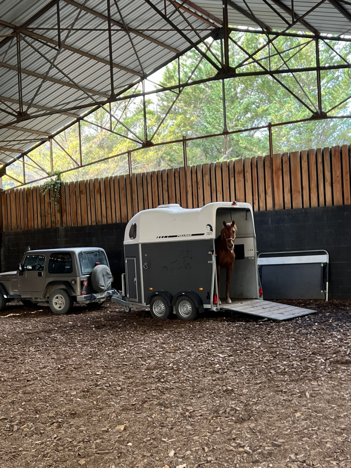 Caballo castrado Origen No Constatado En venta 2018 Alaz&aacute;n