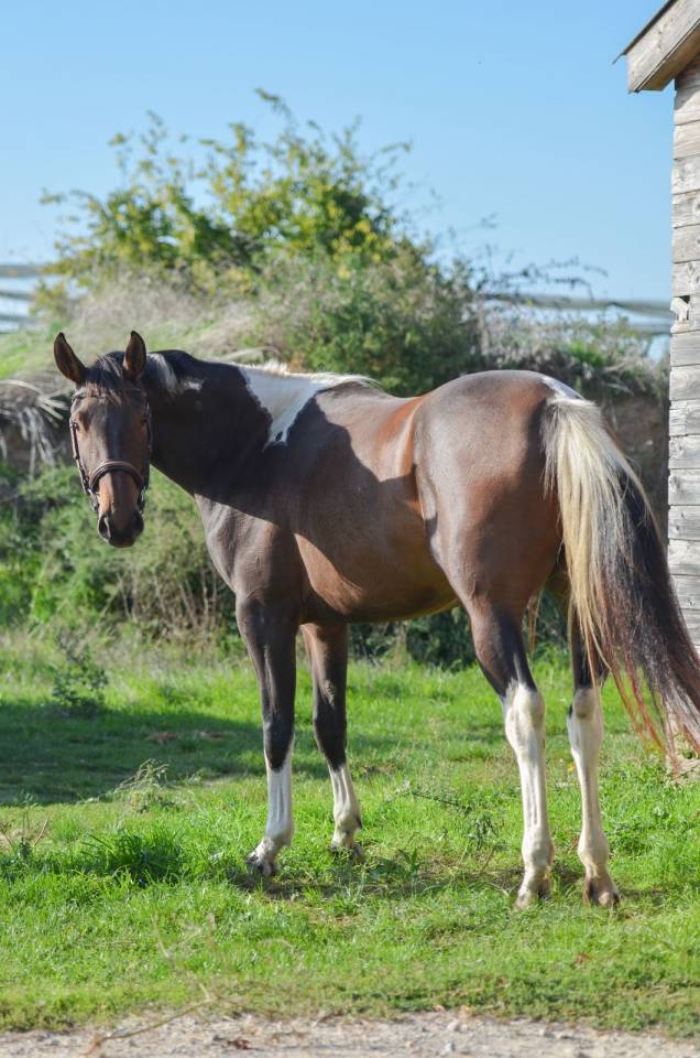 Yegua AES Anglo European Studbook En venta 2022 P&iacute;o por Dark moon&rsquo;s