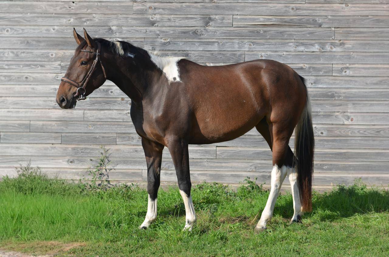 Yegua AES Anglo European Studbook En venta 2022 P&iacute;o por Dark moon&rsquo;s