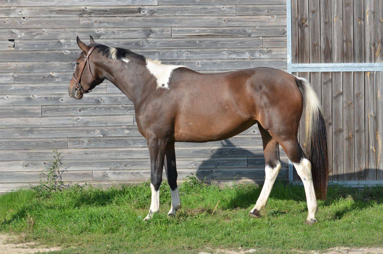 Yegua AES Anglo European Studbook En venta 2022 P&iacute;o por Dark moon&rsquo;s