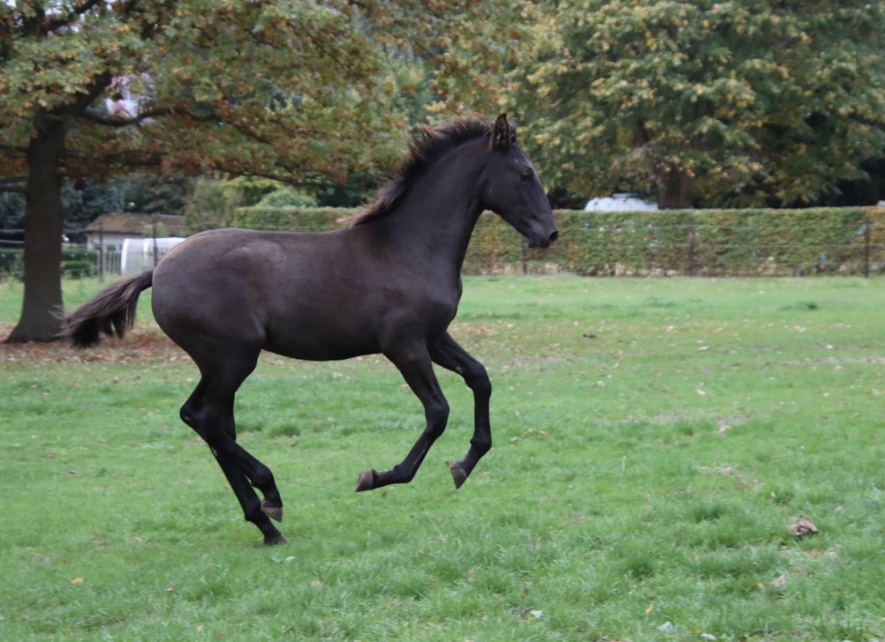 Potro PRE Pura Raza Espa&ntilde;ola En venta 2025 Negro por Avero PA