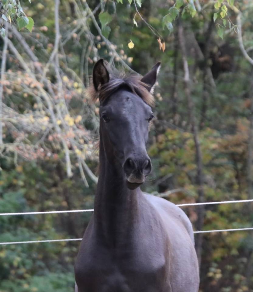 Potro PRE Pura Raza Espa&ntilde;ola En venta 2025 Negro por Avero PA