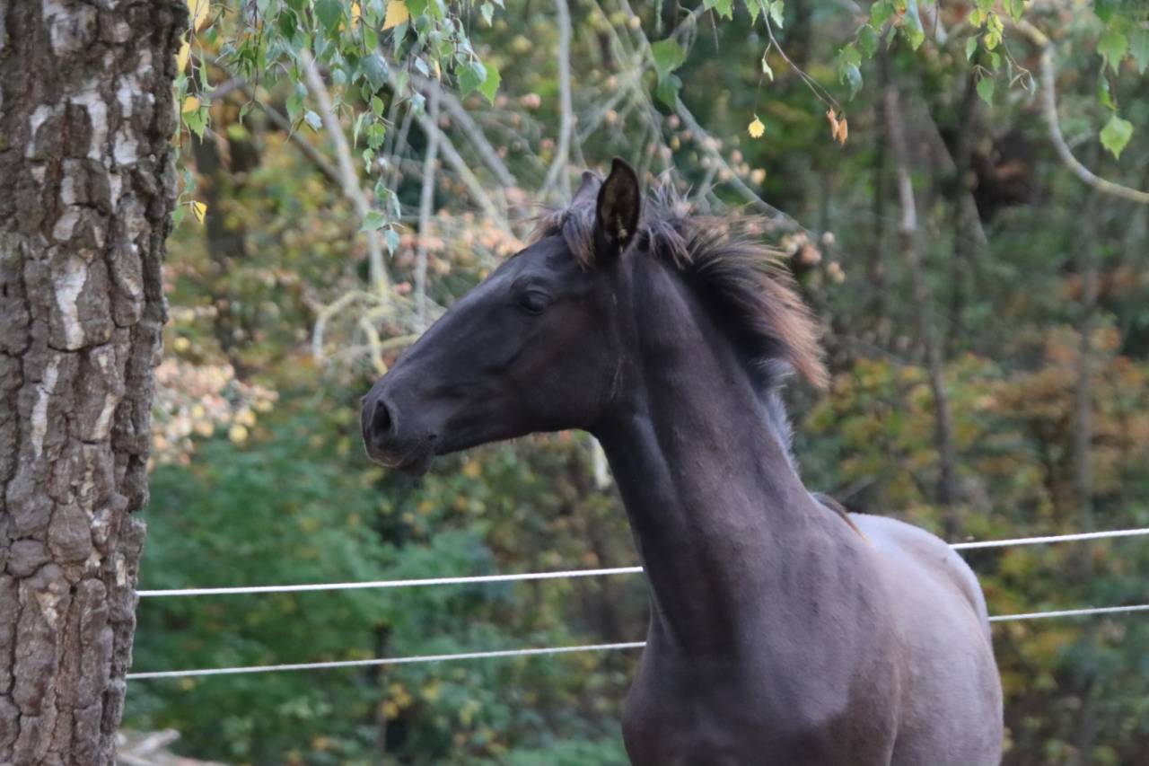 Potro PRE Pura Raza Espa&ntilde;ola En venta 2025 Negro por Avero PA