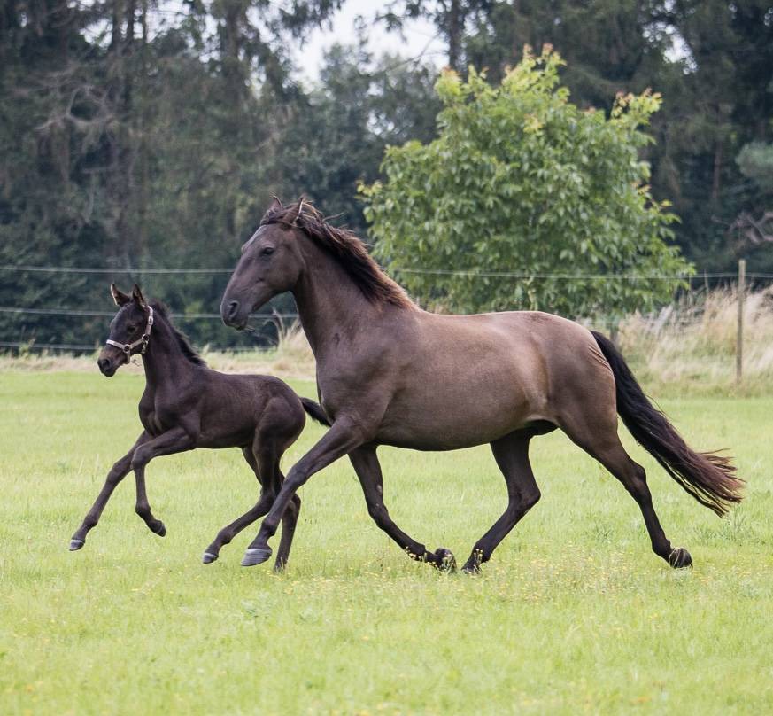 Yegua PRE Pura Raza Espa&ntilde;ola En venta 2015 Negro por Sevillano de Mile