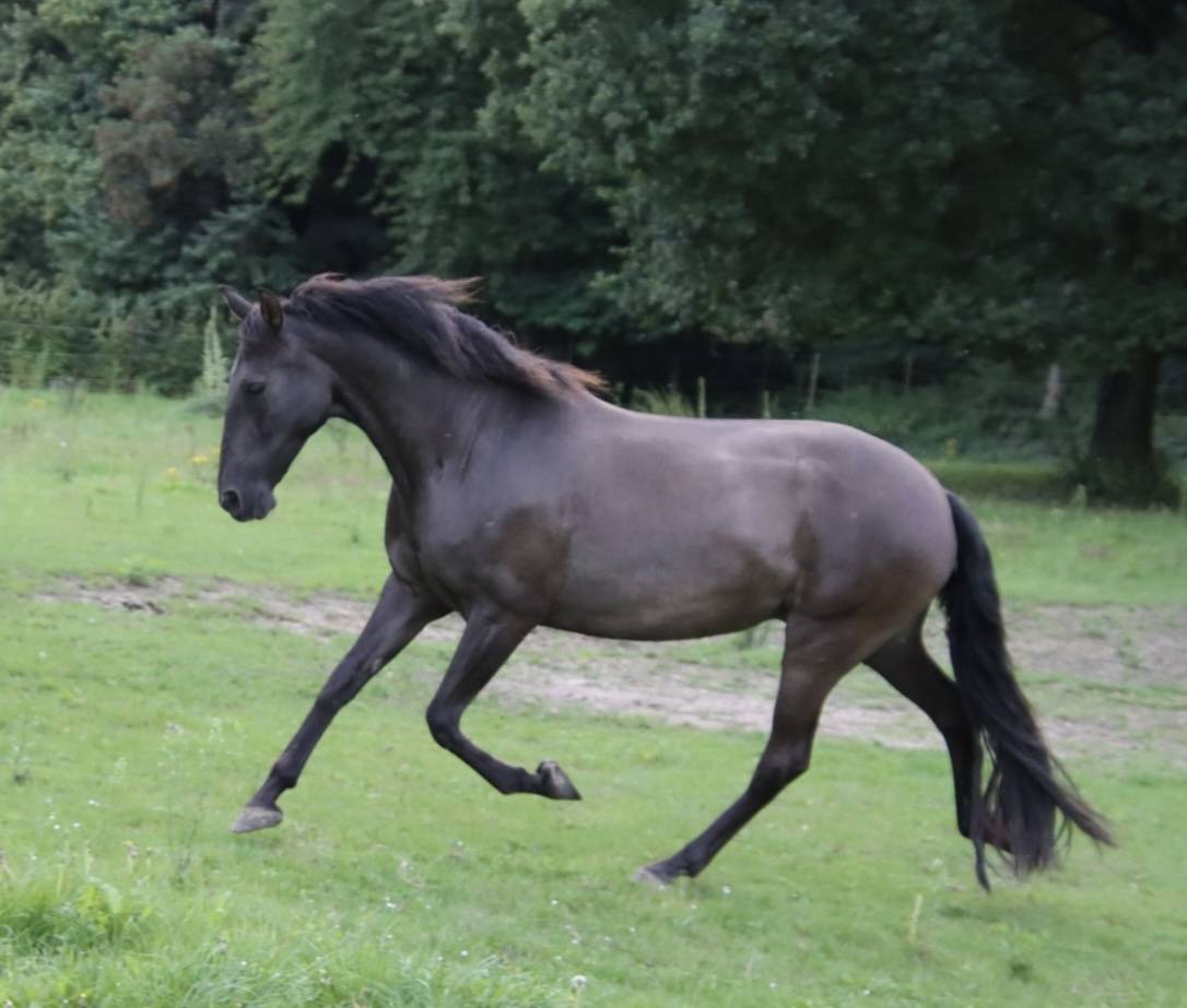 Yegua PRE Pura Raza Espa&ntilde;ola En venta 2015 Negro por Sevillano de Mile