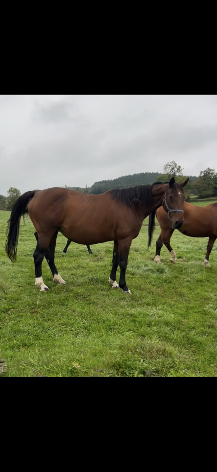 Yegua Silla Franc&eacute;s En venta 2009 Bayo por DIAMANT DE SEMILLY