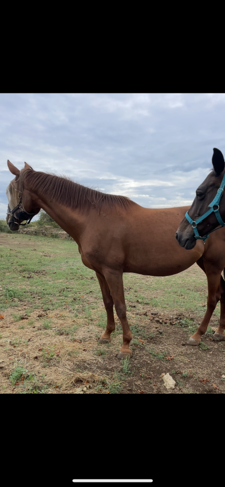 Yegua Silla Franc&eacute;s En venta 2010 Alaz&aacute;n