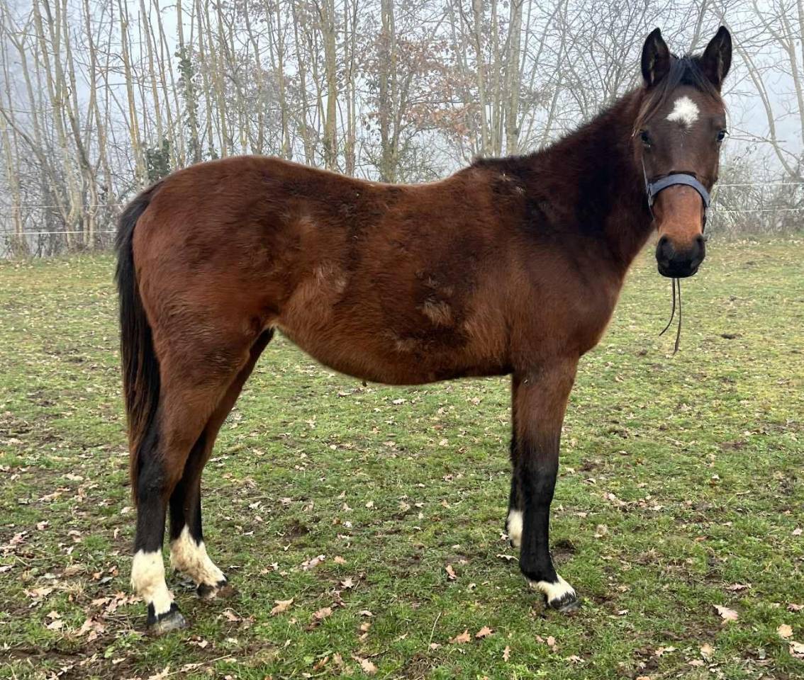 Yegua Silla Franc&eacute;s En venta 2024 Bayo