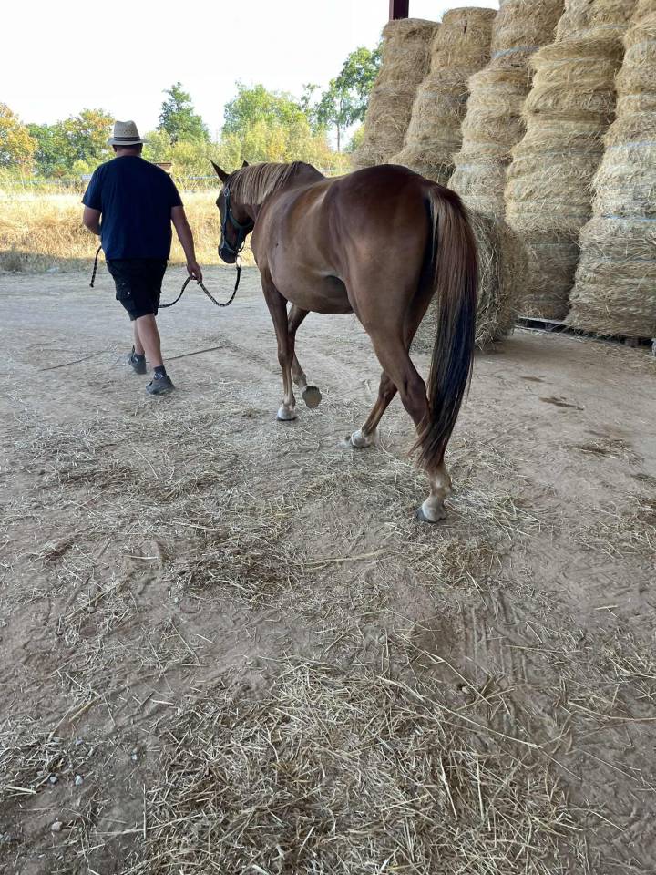 Yegua Silla Franc&eacute;s En venta 2020 Alaz&aacute;n