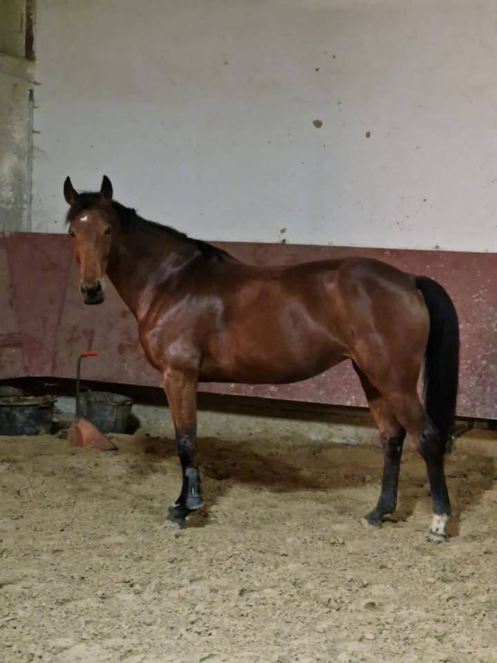 Yegua Silla Franc&eacute;s En venta 2015 Bayo