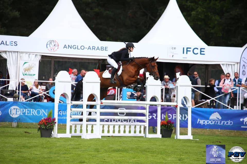 Yegua Silla Franc&eacute;s En venta 2015 Bayo