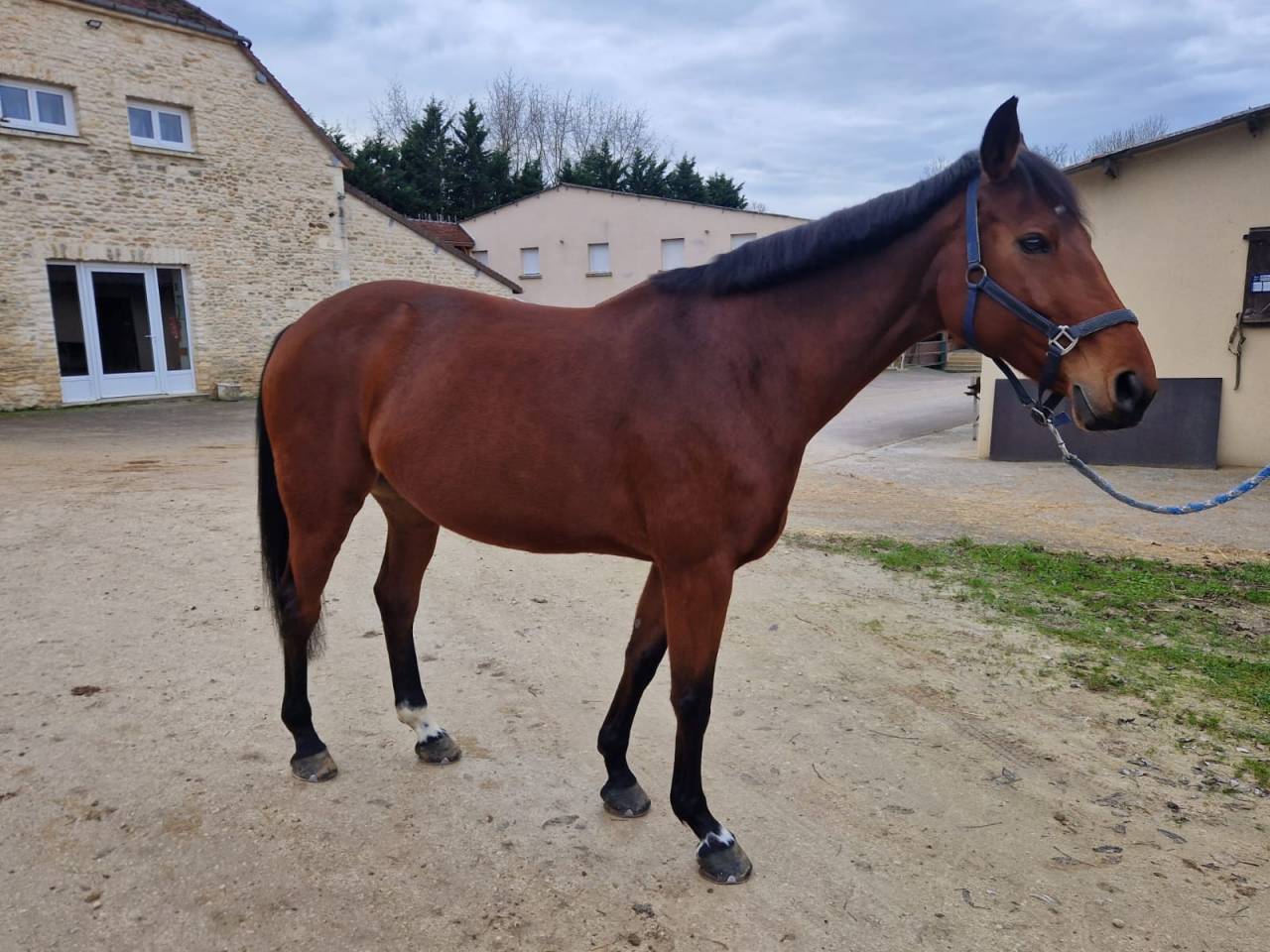 Yegua Silla Franc&eacute;s En venta 2015 Bayo