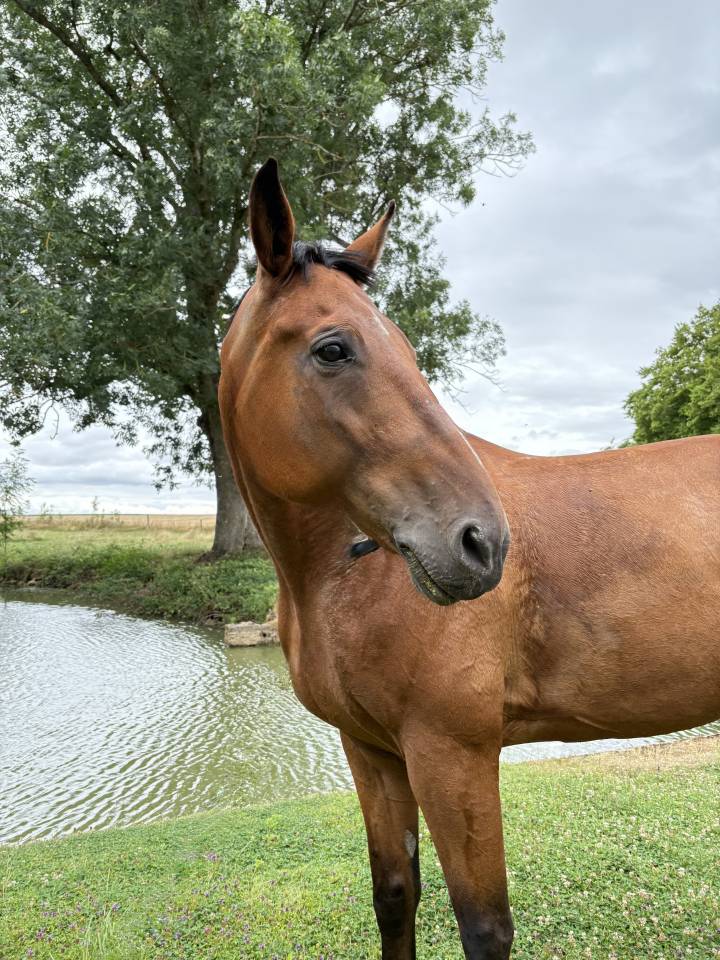 Caballo castrado Trot&oacute;n Franc&eacute;s En venta 2015 Alaz&aacute;n