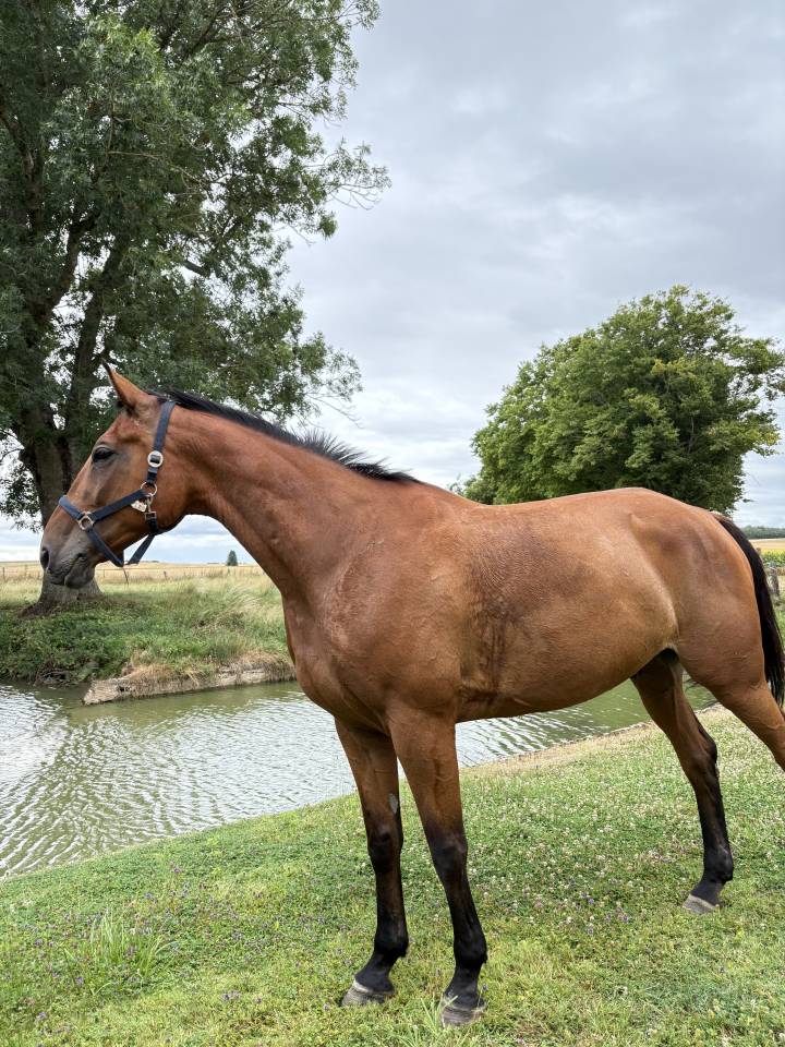 Caballo castrado Trot&oacute;n Franc&eacute;s En venta 2015 Alaz&aacute;n