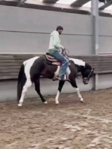 Judge Fancy d Flots - Paint Horse 2019 por Forever fancy d flots