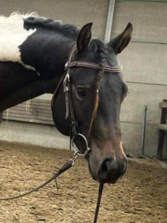 Judge Fancy d Flots - Paint Horse 2019 por Forever fancy d flots