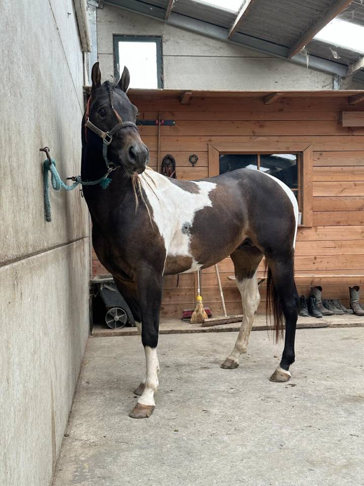 Judge Fancy d Flots - Paint Horse 2019 por Forever fancy d flots