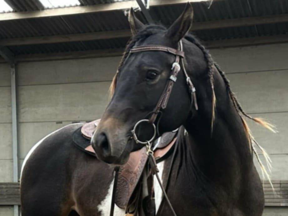 Judge Fancy d Flots - Paint Horse 2019 por Forever fancy d flots