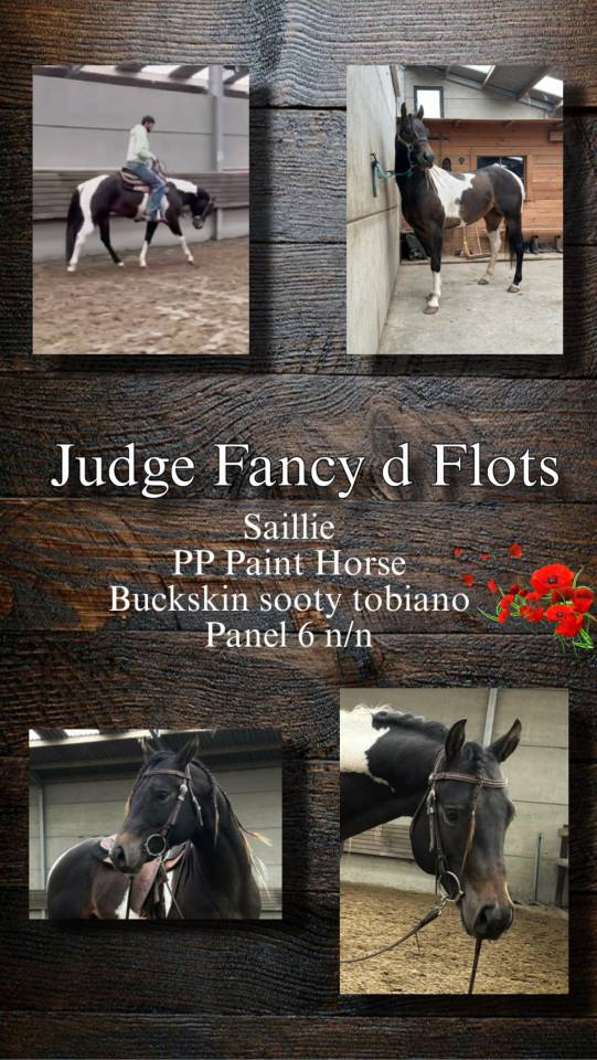 Judge Fancy d Flots - Paint Horse 2019 por Forever fancy d flots