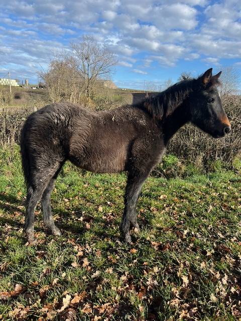 Potranca Connemara En venta 2025 Bayo por GALION DE MINUIT