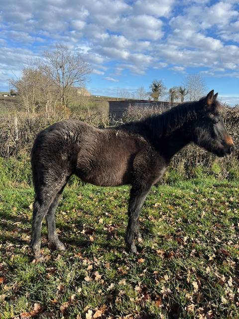 Potranca Connemara En venta 2025 Bayo por GALION DE MINUIT