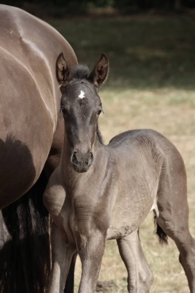 Potro PRE Pura Raza Espa&ntilde;ola En venta 2026 Negro