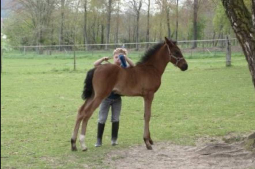 Potro PRE Pura Raza Espa&ntilde;ola En venta 2026 Negro