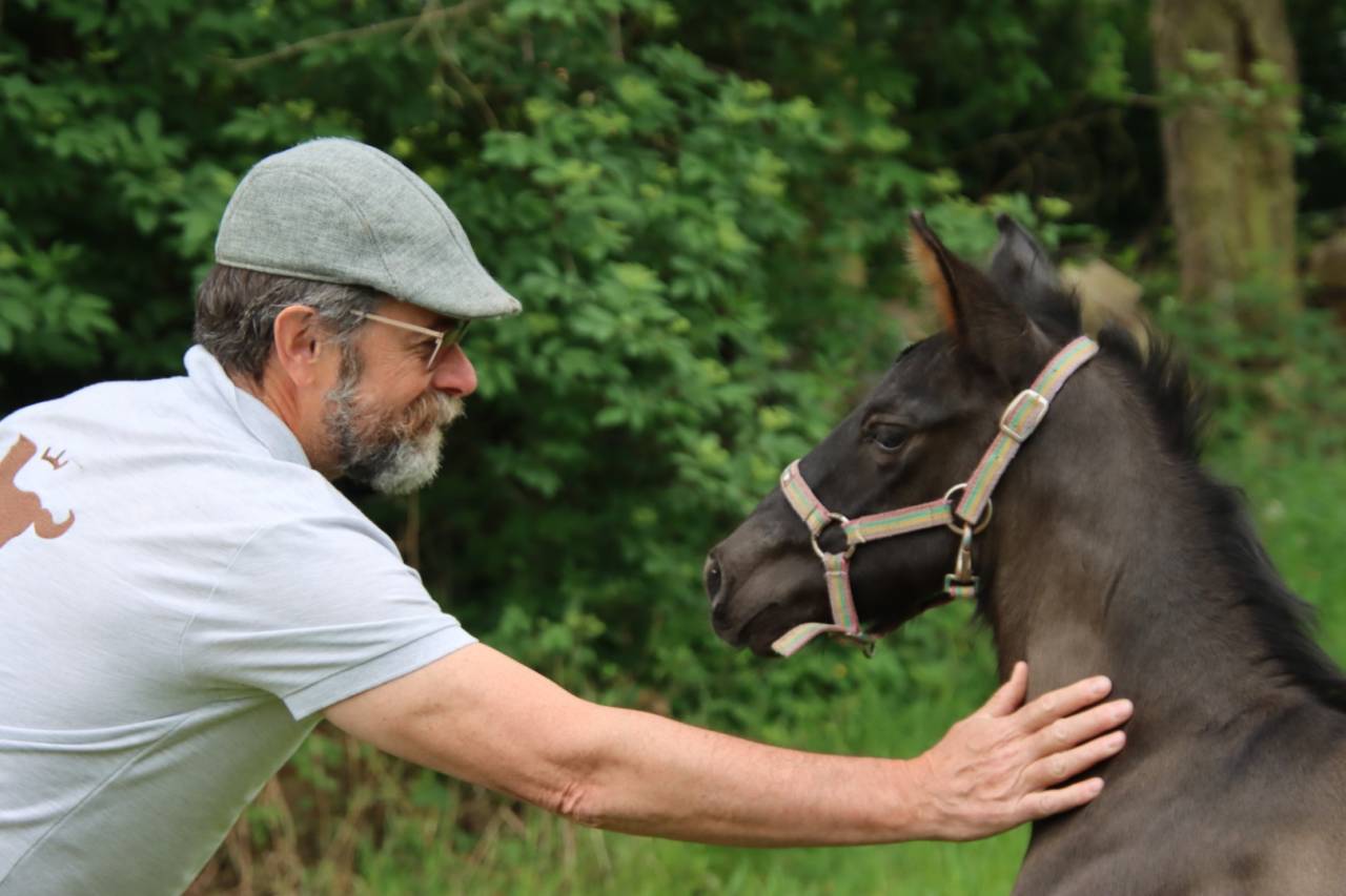 Potro PRE Pura Raza Espa&ntilde;ola En venta 2026 Negro
