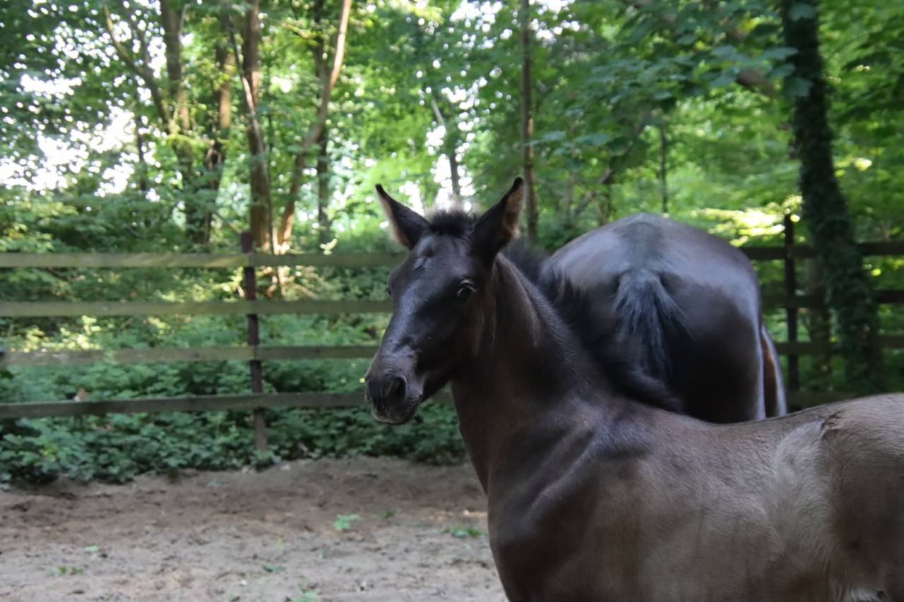 Potro PRE Pura Raza Espa&ntilde;ola En venta 2026 Negro