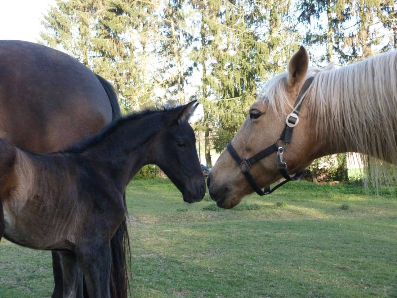 Potro PRE Pura Raza Espa&ntilde;ola En venta 2026 Negro