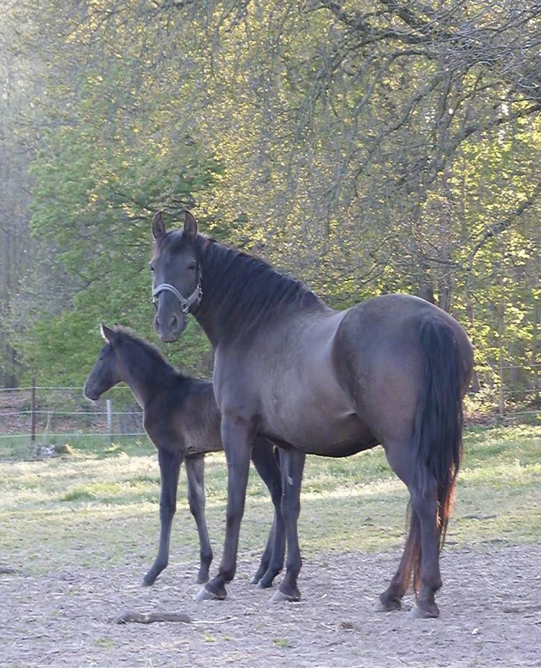 Potro PRE Pura Raza Espa&ntilde;ola En venta 2026 Negro