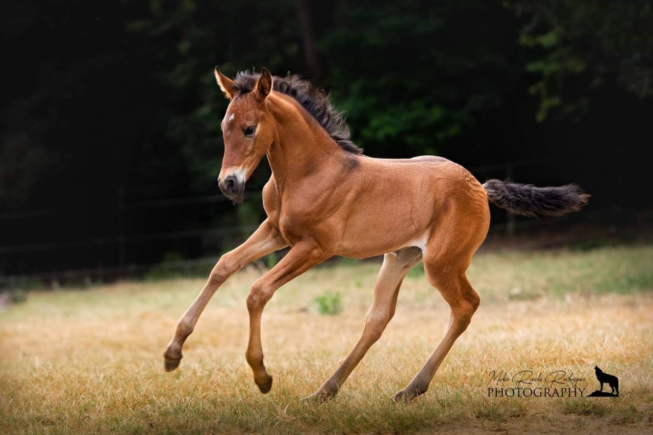 Potro PRE Pura Raza Espa&ntilde;ola En venta 2026 Negro