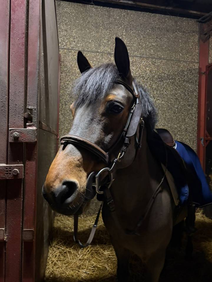 Caballo castrado Poni de Silla Belga En venta 2015 Bayo