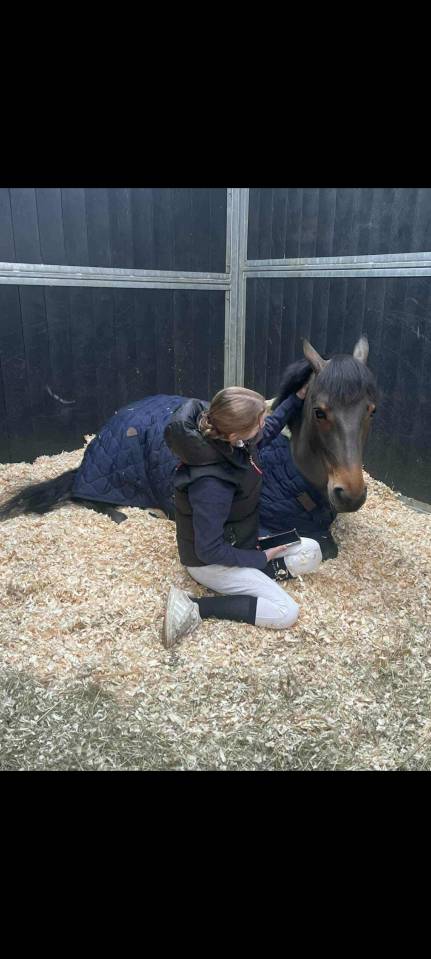 Caballo castrado Poni de Silla Belga En venta 2015 Bayo