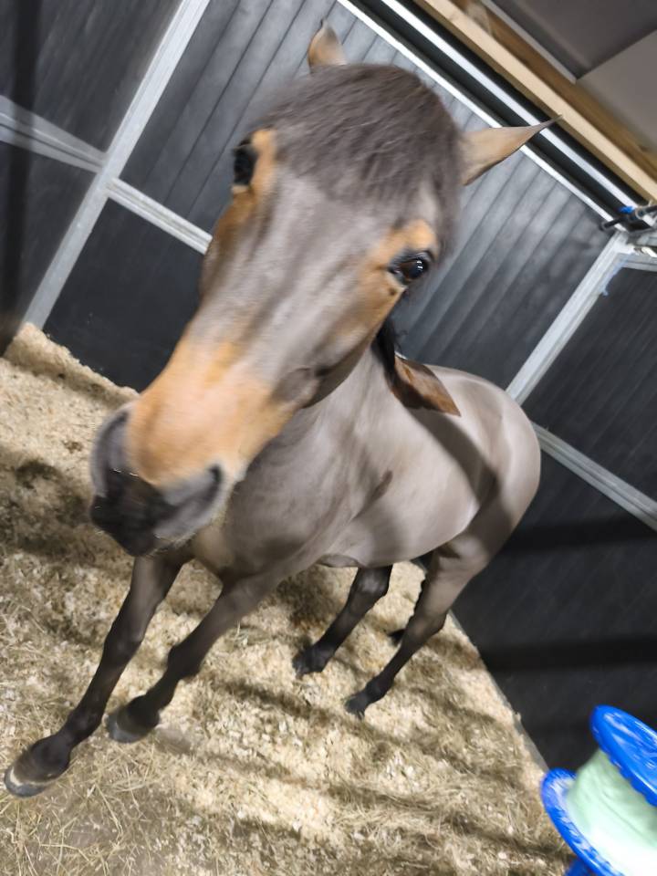 Caballo castrado Poni de Silla Belga En venta 2015 Bayo