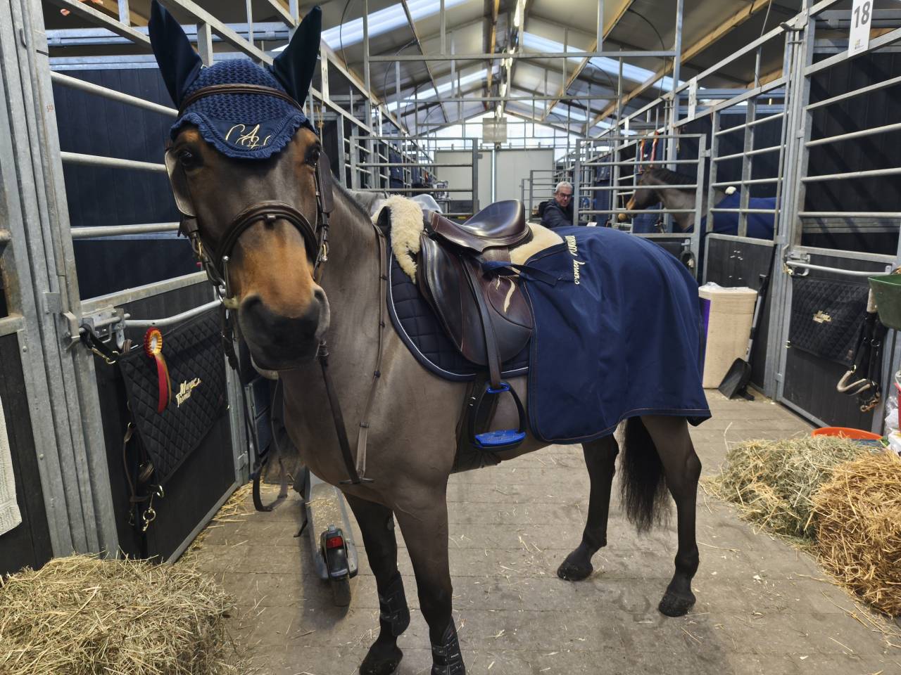 Caballo castrado Poni de Silla Belga En venta 2015 Bayo