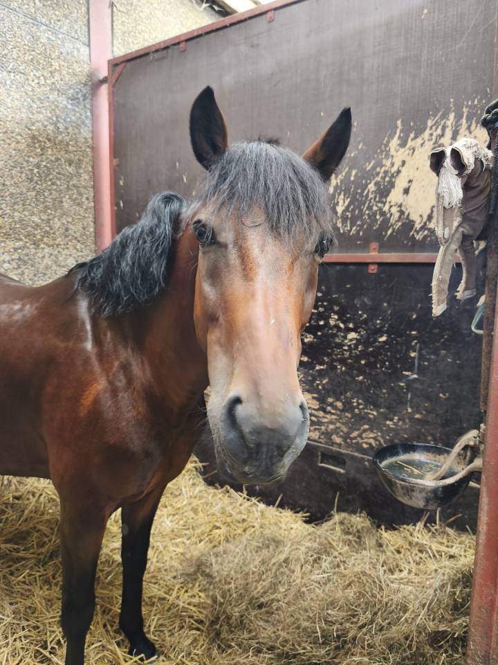 Caballo castrado Poni de Silla Belga En venta 2015 Bayo