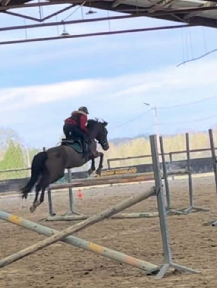 Caballo castrado Poni de Silla Belga En venta 2015 Bayo