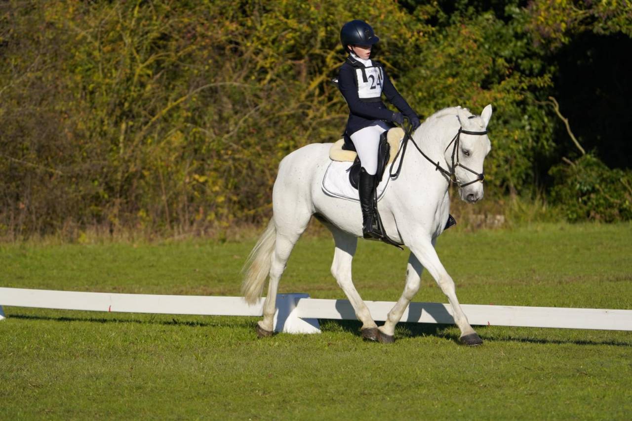Caballo castrado Connemara En venta 2008 Tordo por Eloy IV