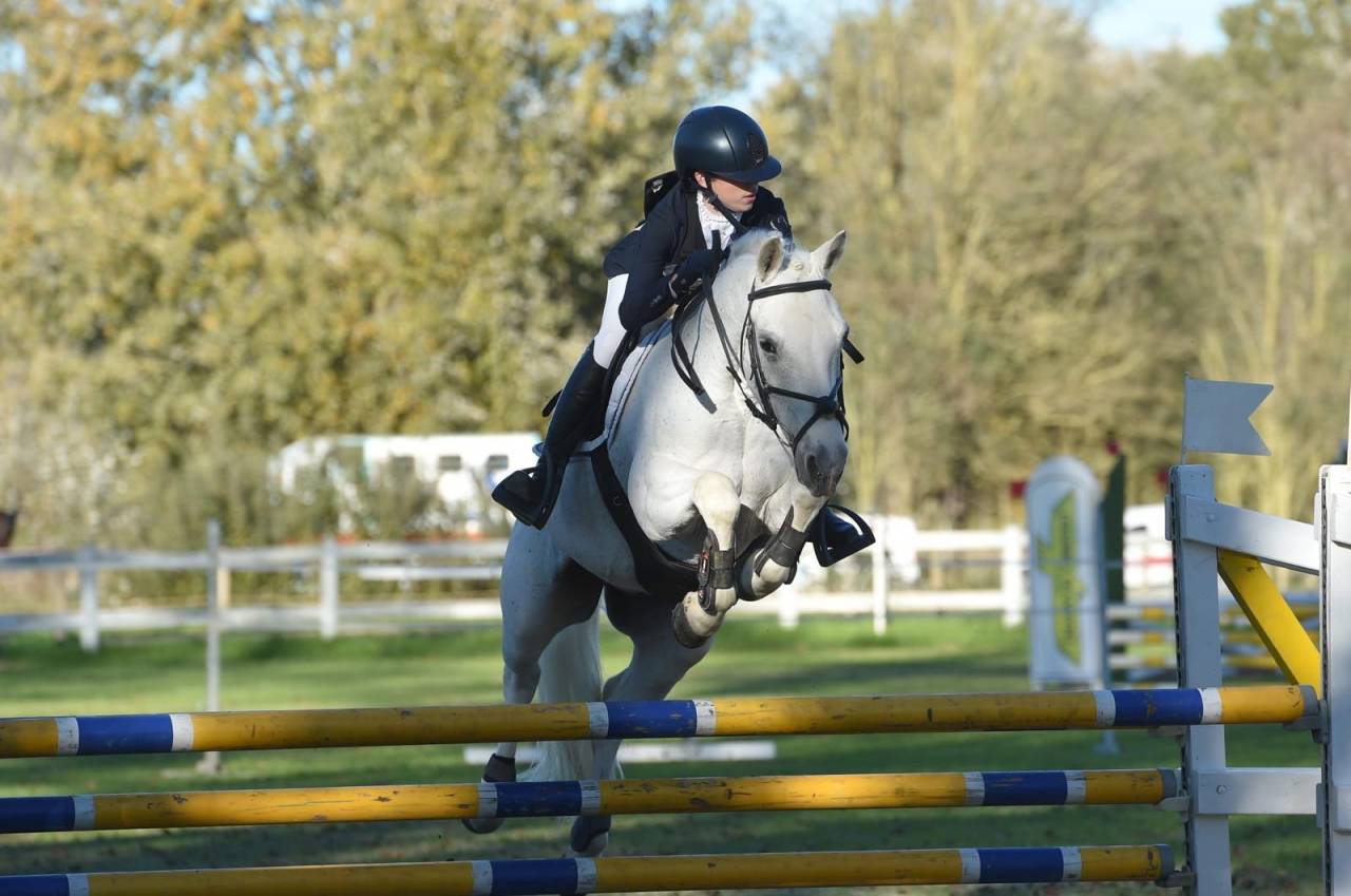 Caballo castrado Connemara En venta 2008 Tordo por Eloy IV