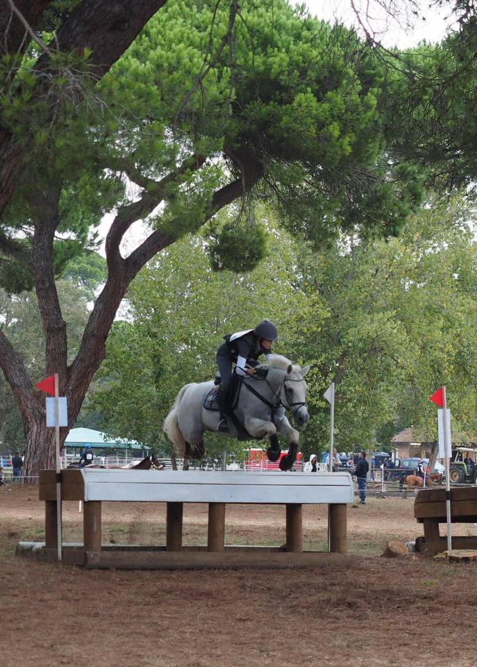 Caballo castrado Connemara En venta 2008 Tordo por Eloy IV